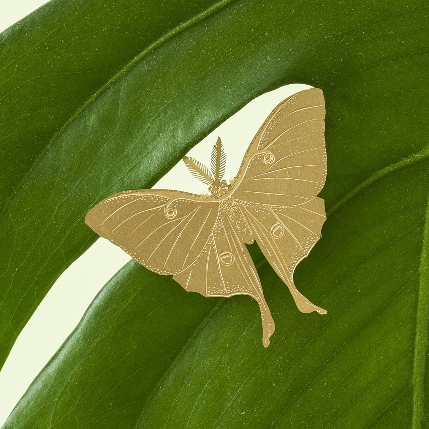 Luna Moth, house plant charm