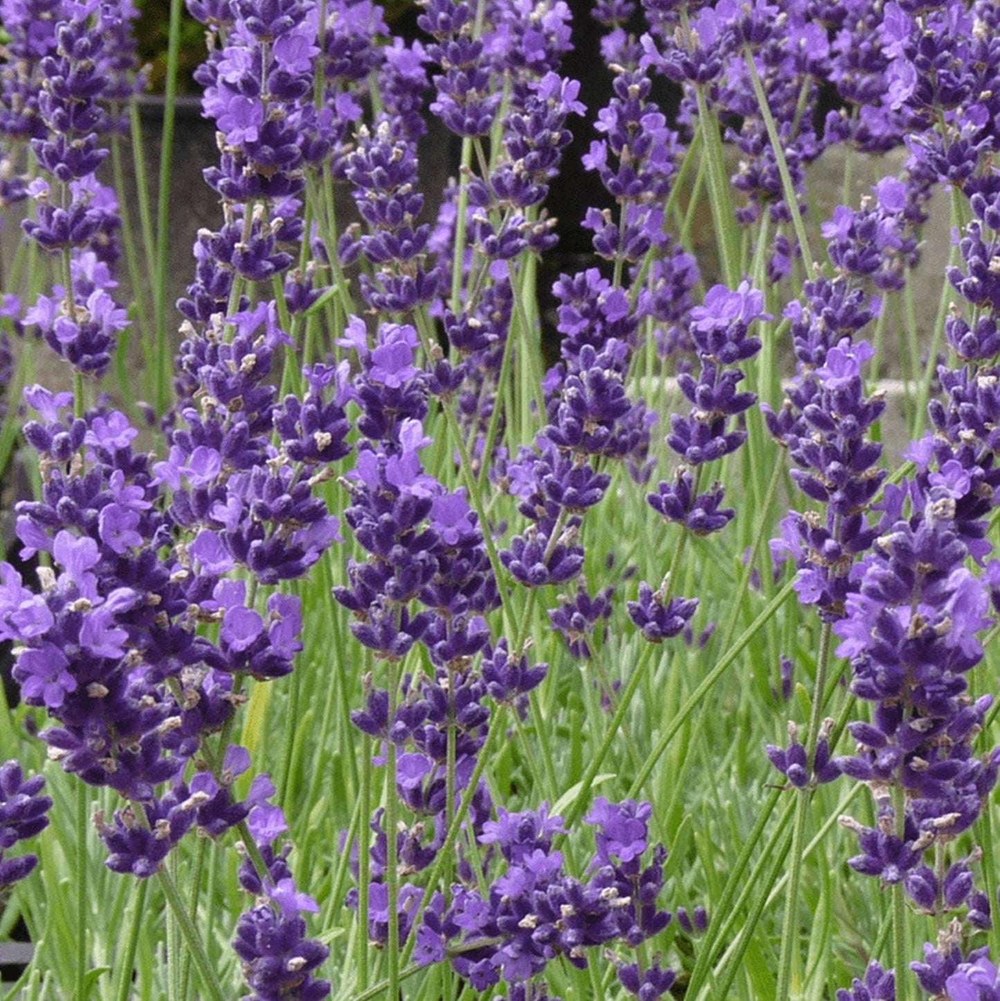 Lavender Seeds