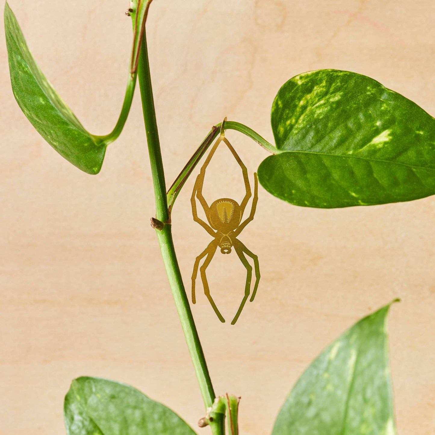 Spider, spooky houseplant charm