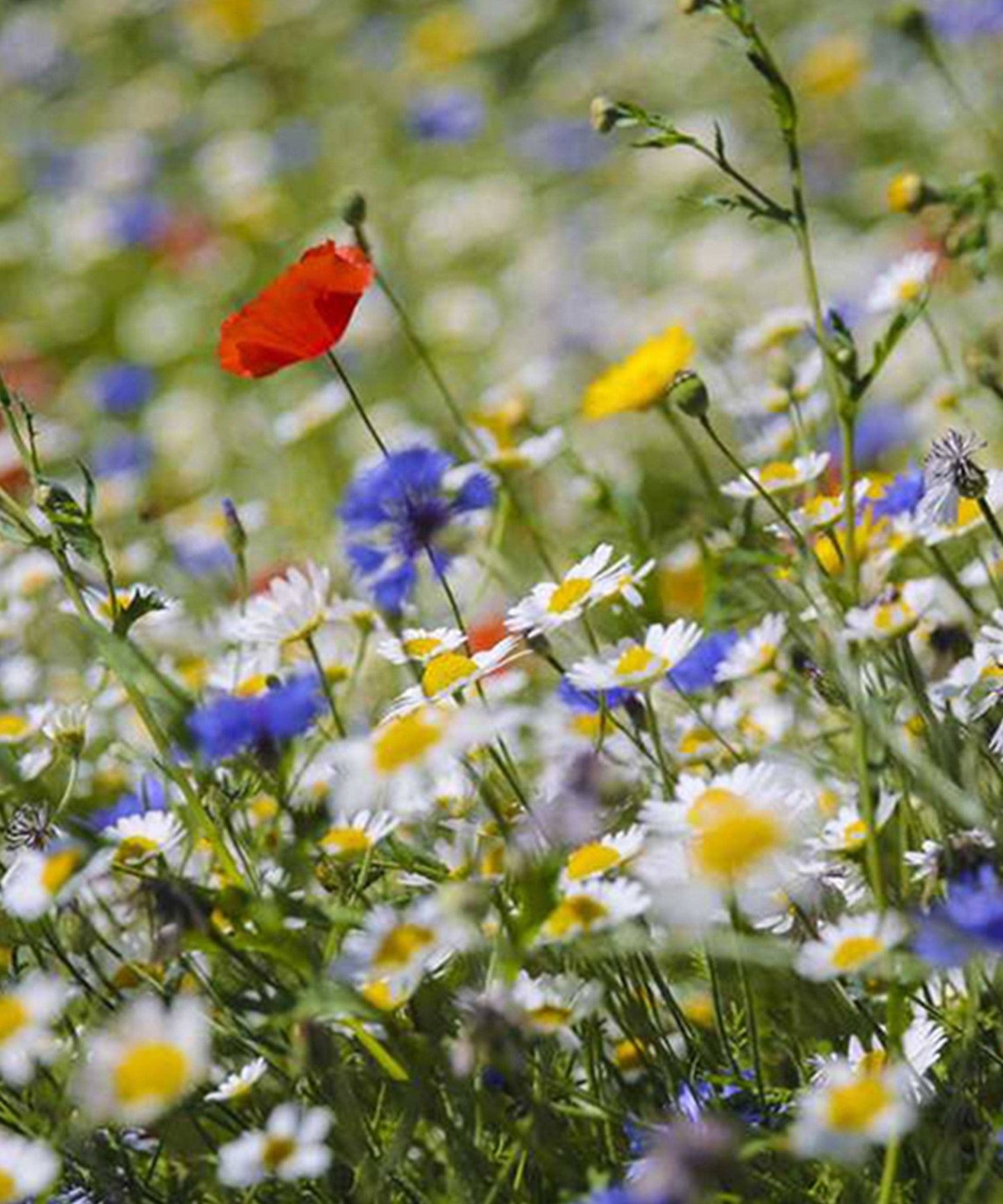 Wildflower Seeds
