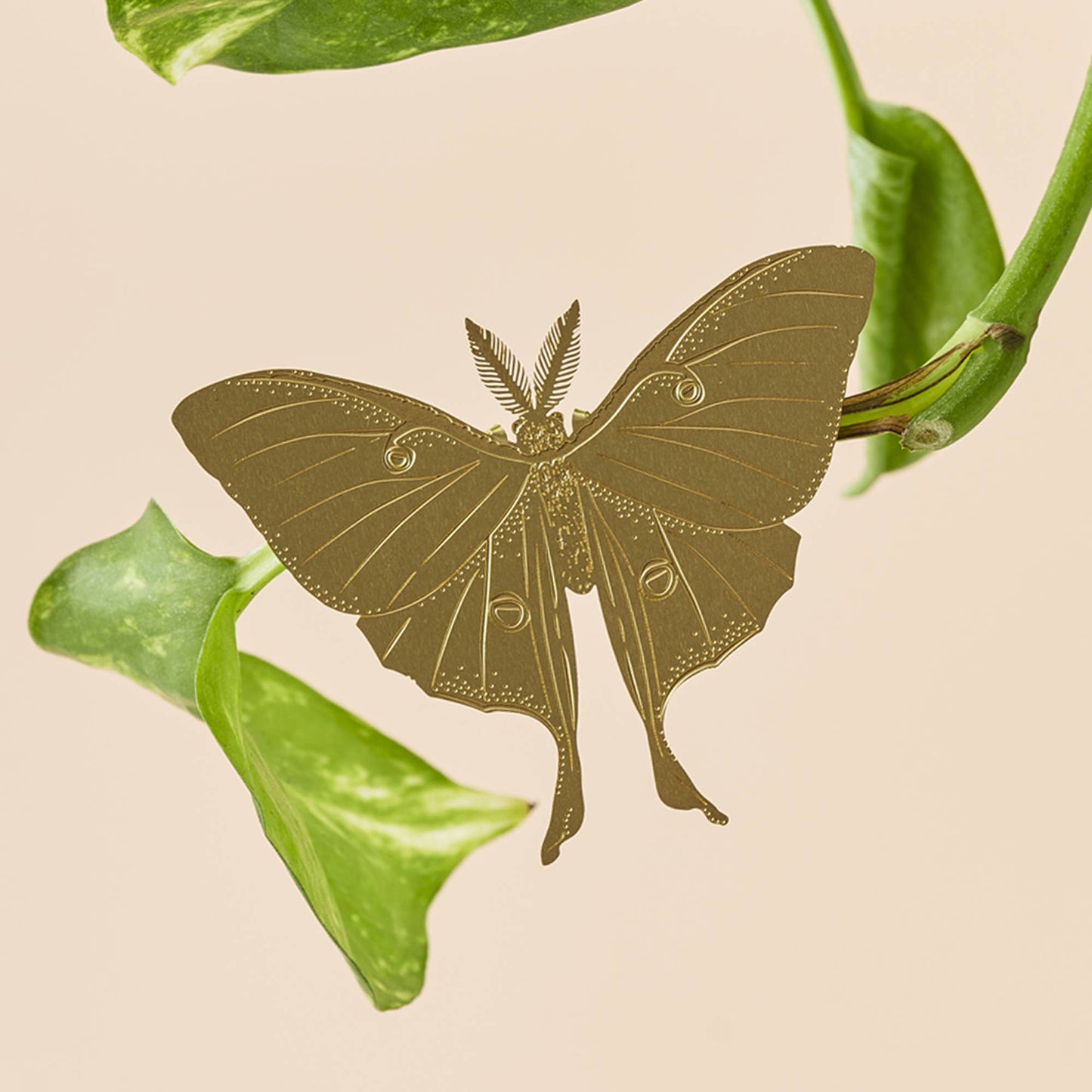 Luna Moth, house plant charm
