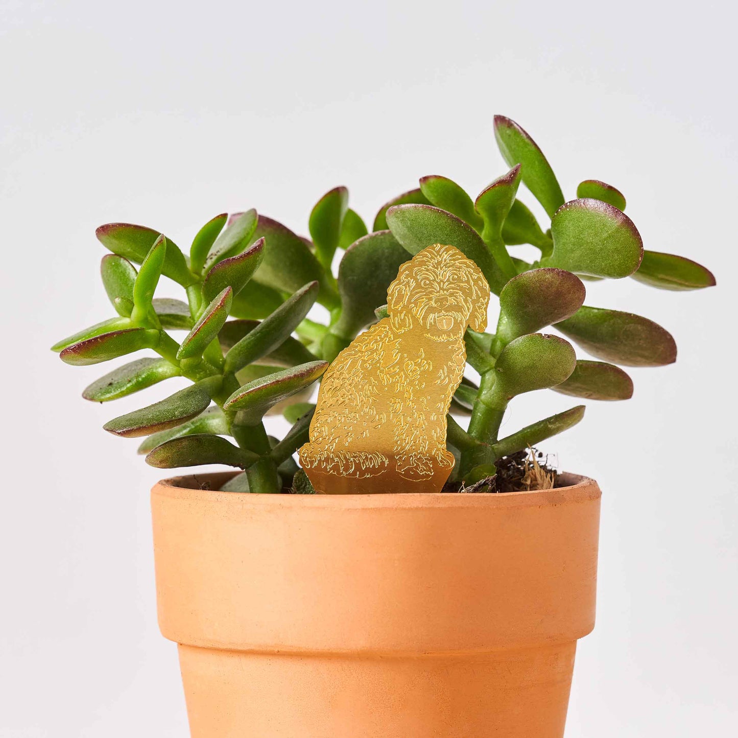 Cockapoo Dog, Plant Animal Pet, brass plant pot decor