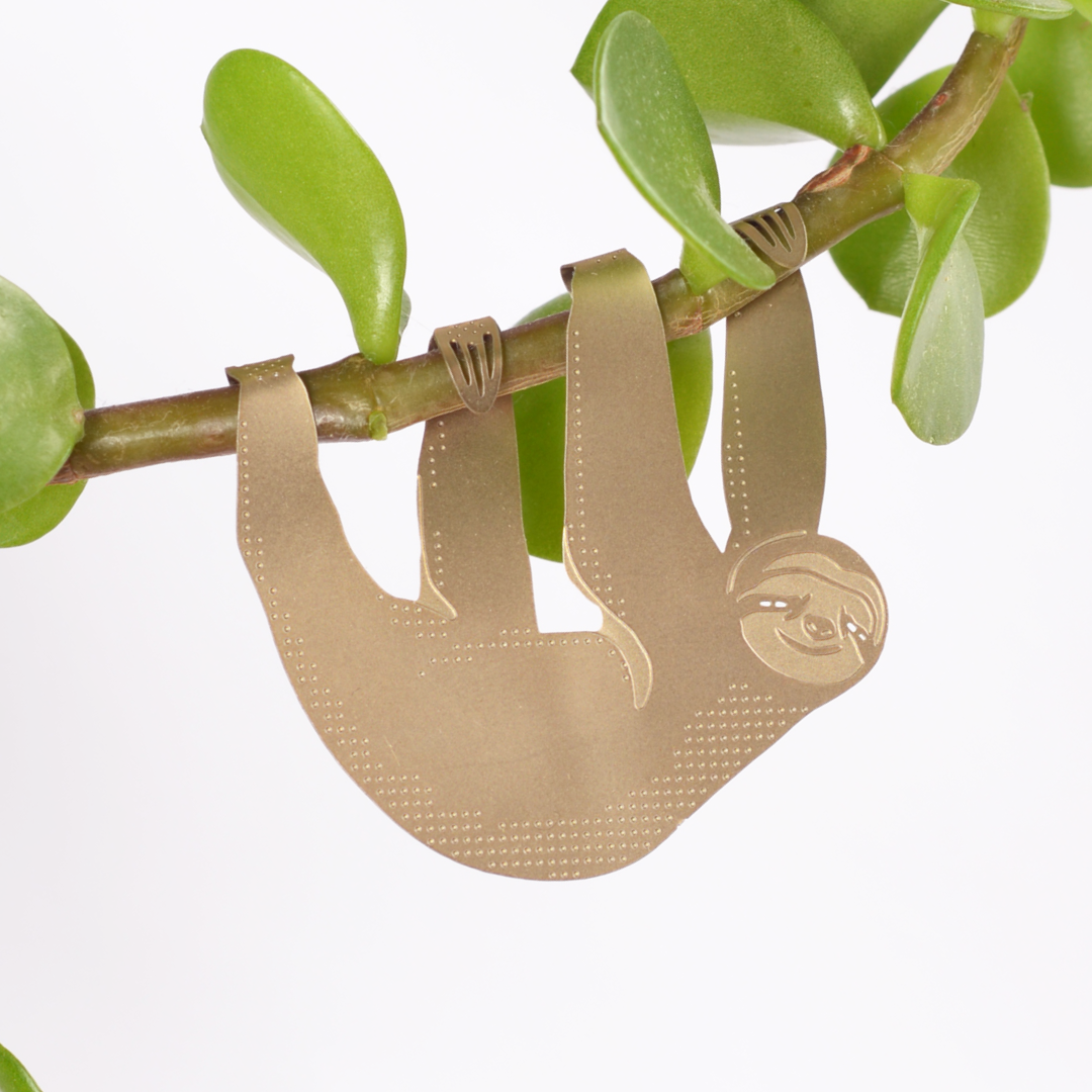 Sloth, cute houseplant charm