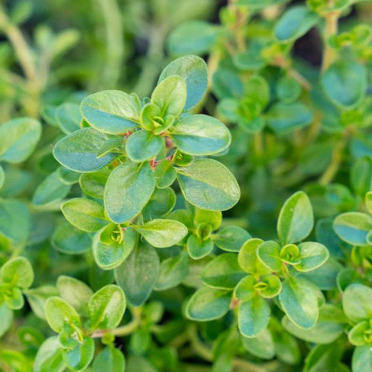 Thyme Seeds