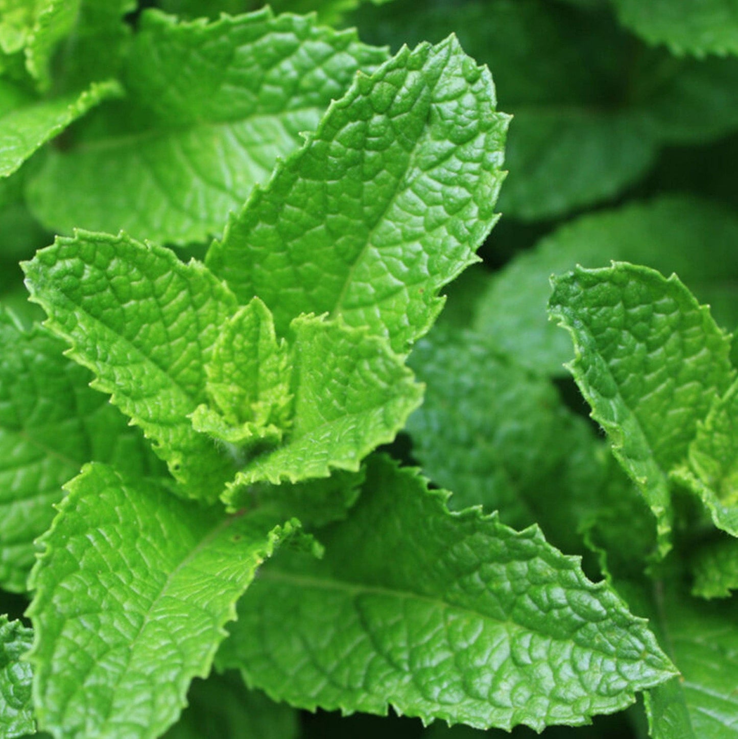 Cocktail Herbs Seed Set