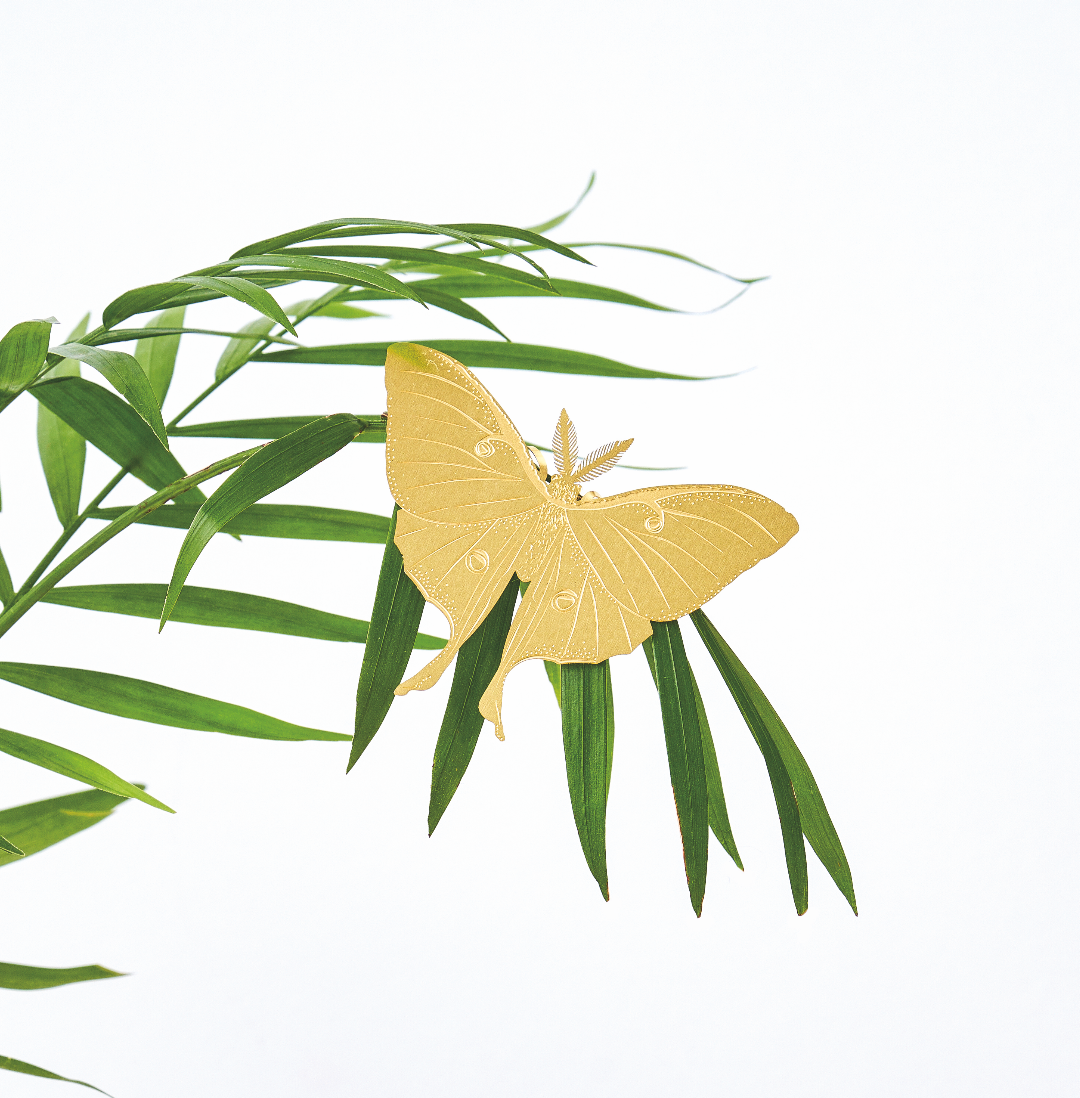Luna Moth, house plant charm