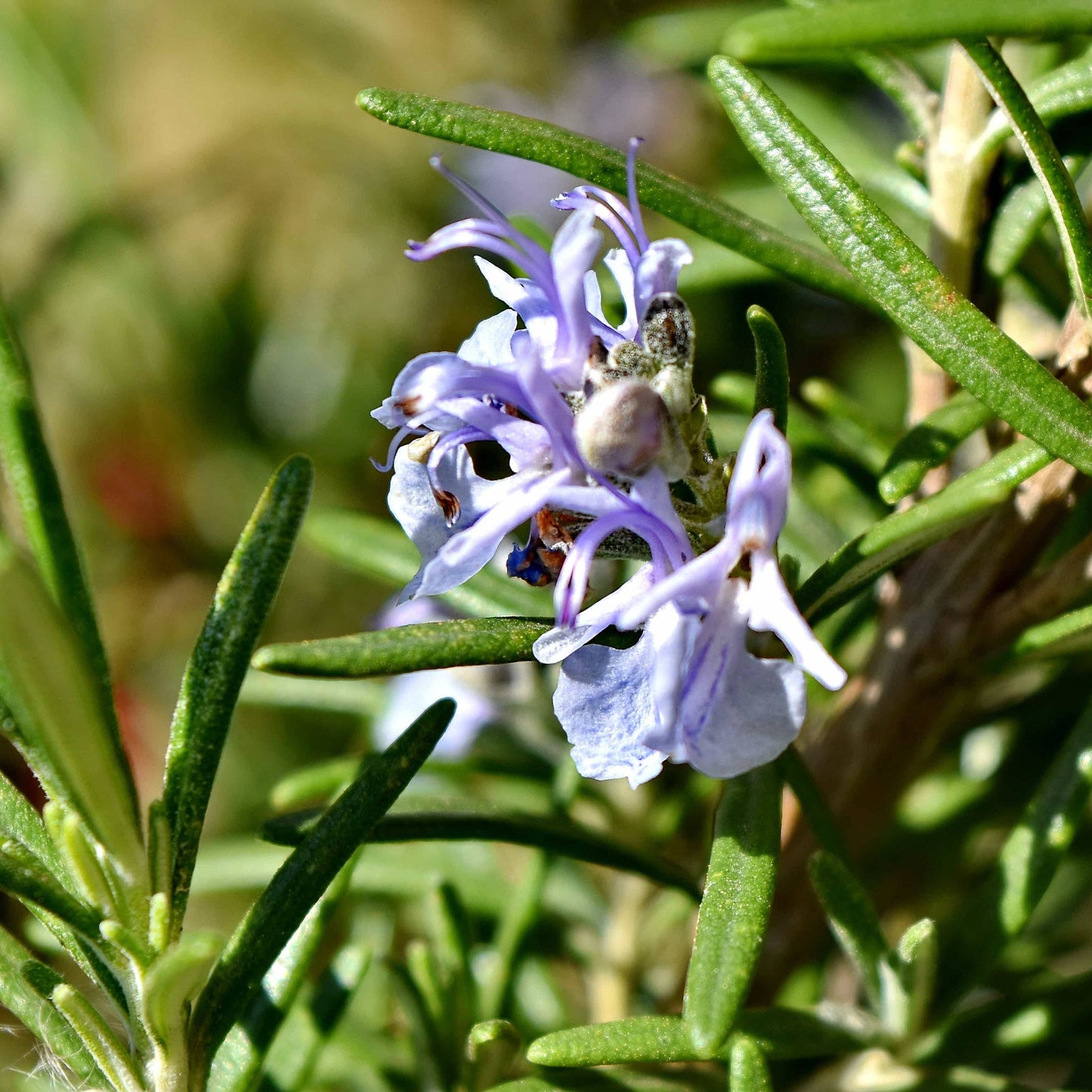 Rosemary Seeds