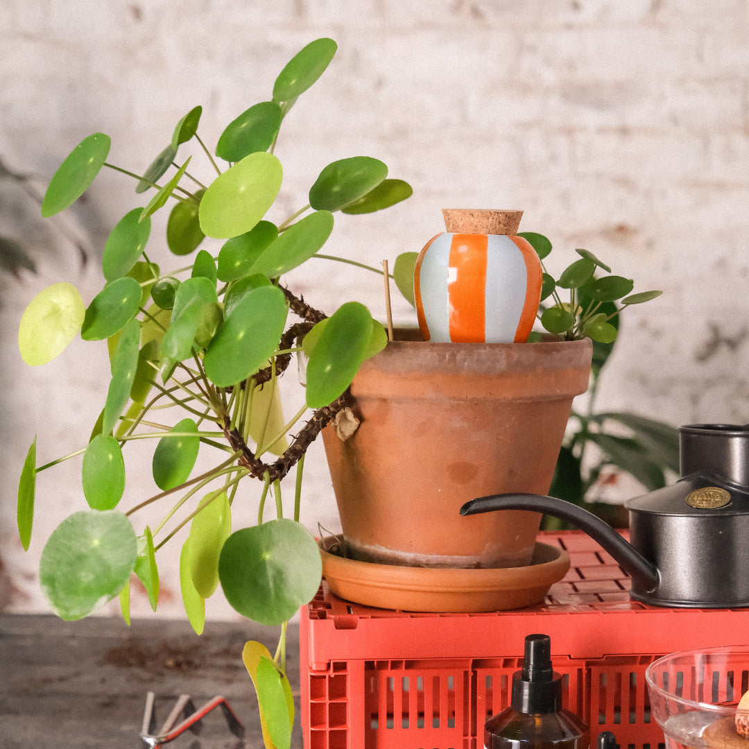 Olla -  Orange and blue stripes