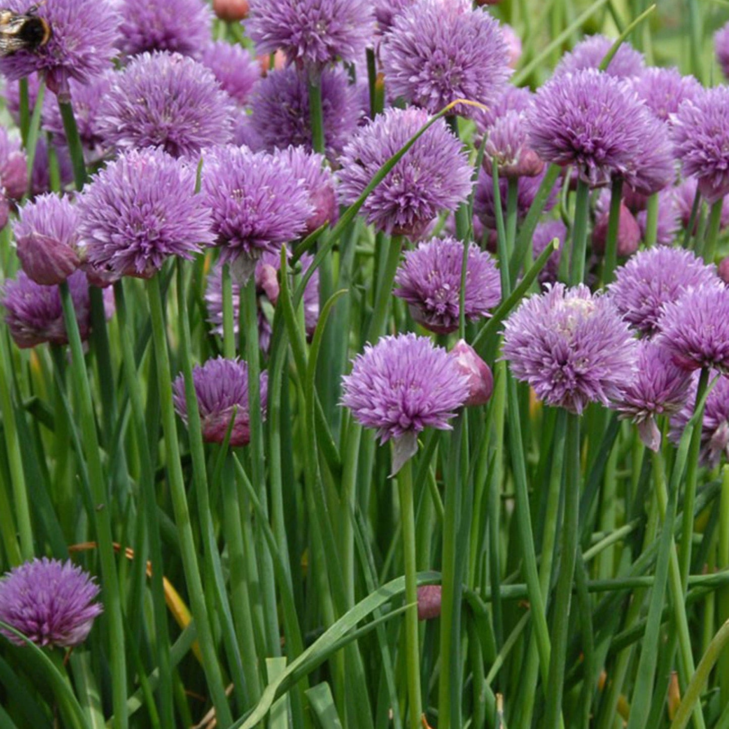Chives Seeds