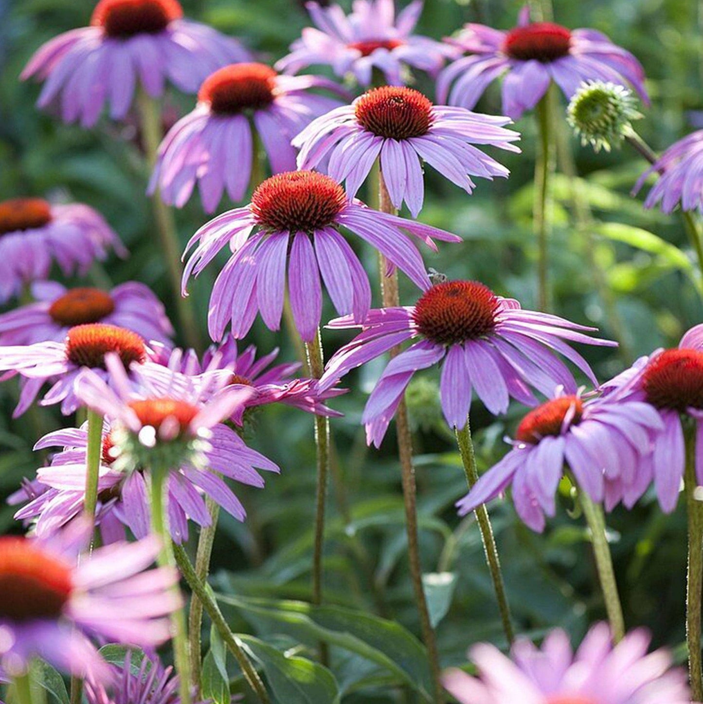 Echinacea 'Magnus' seeds