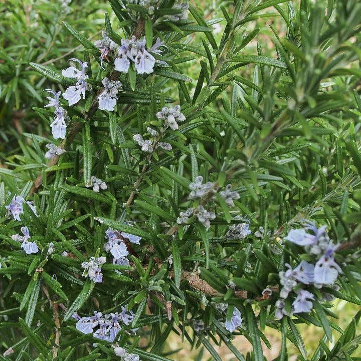 Rosemary Seeds