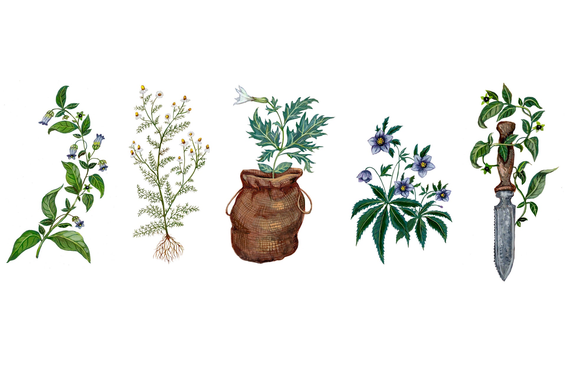 Illustrations of various plants and a tools on a white background
