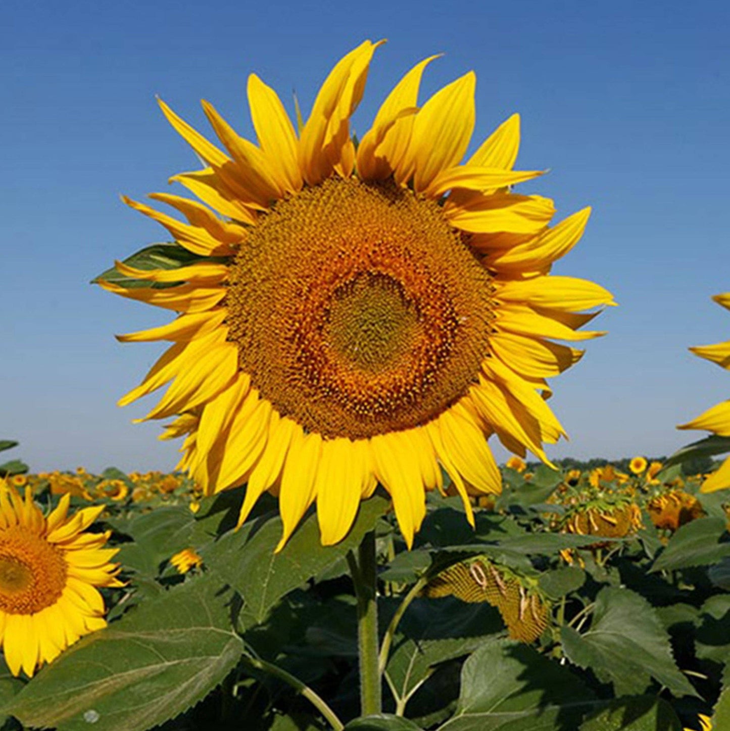 Sunflower 'Giant Single' Seeds