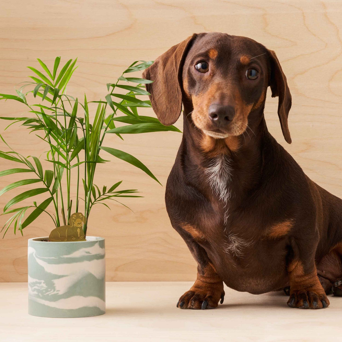 Daschund, Plant Animal Pet, pot decoration for dog lovers
