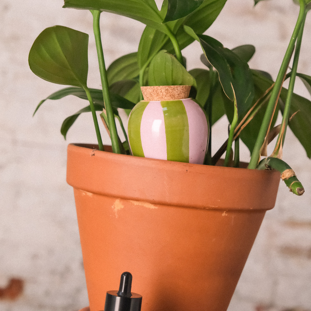 Olla -  Green and lilac stripes